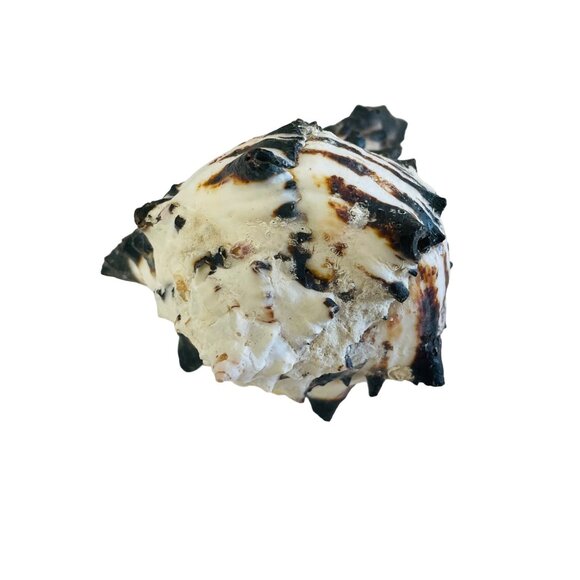 Spiky Tiger Conch Shell Beach Decor Aquarium Addition Unique Seashell 3" x 3 1/ - Picture 4 of 7